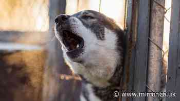 'My entitled neighbour kept letting dog bark all day so I got ultimate revenge'