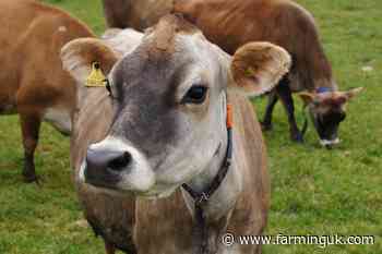 Scientists warn cattle diversity is being bred out