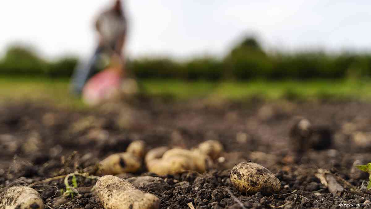 Wendland: Auszeit mit der Knolle im kuscheligen Kartoffel-Hotel