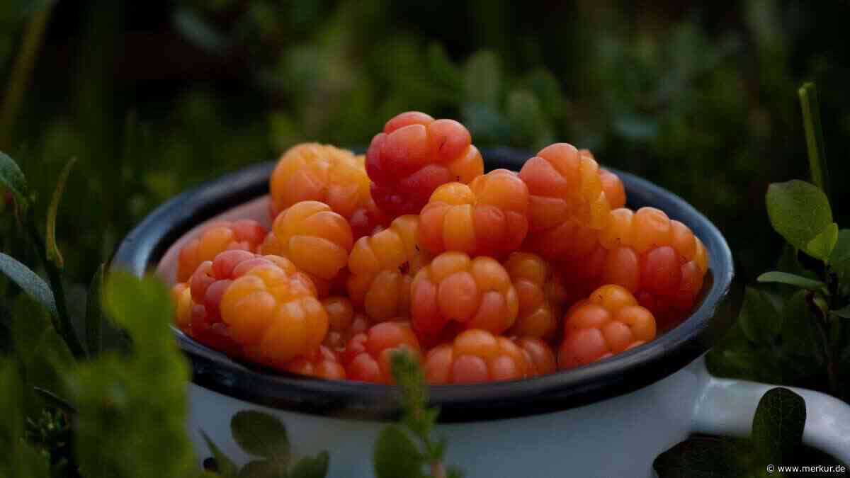 Moltebeere & Co.: So holen Sie sich ein Stück skandinavische Wildnis in den Garten