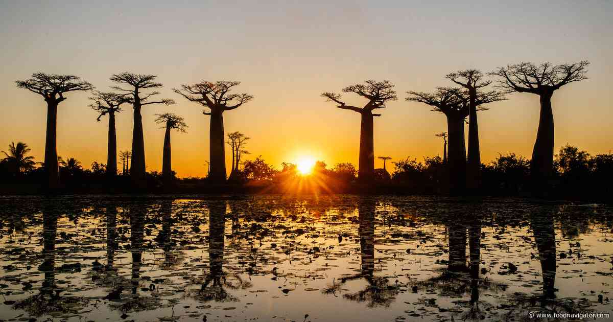 Baobab: A multi-purpose functional powerhouse continues to grow