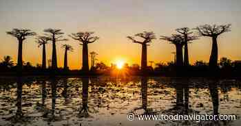 Baobab: A multi-purpose functional powerhouse continues to grow