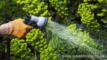 'I accidentally watered my garden during hosepipe ban – neighbour's response shocked me'