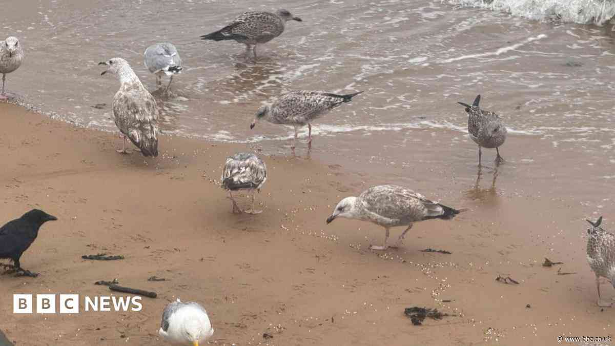 Birds eating nurdles could be devastating - charity