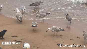 Birds eating nurdles could be devastating - charity