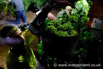 Europe heatwaves lead to record-early harvest at Catalan winery