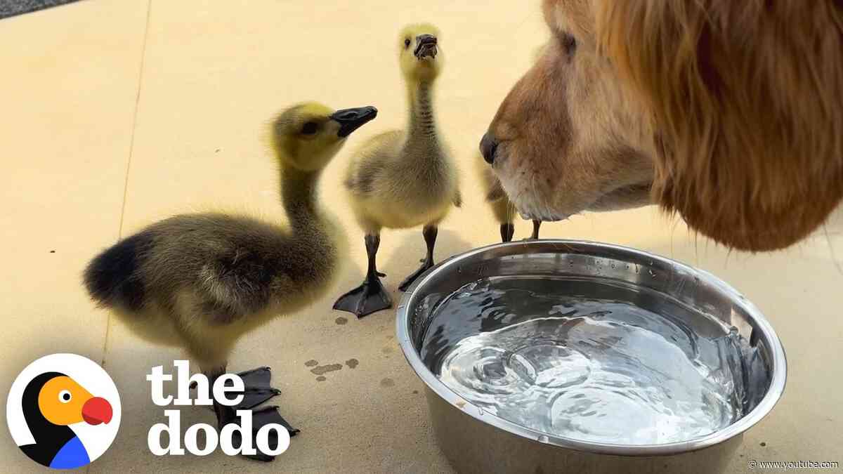 Golden Retriever Accidentally Teaches 3 Orphan Goslings To Fly | The Dodo