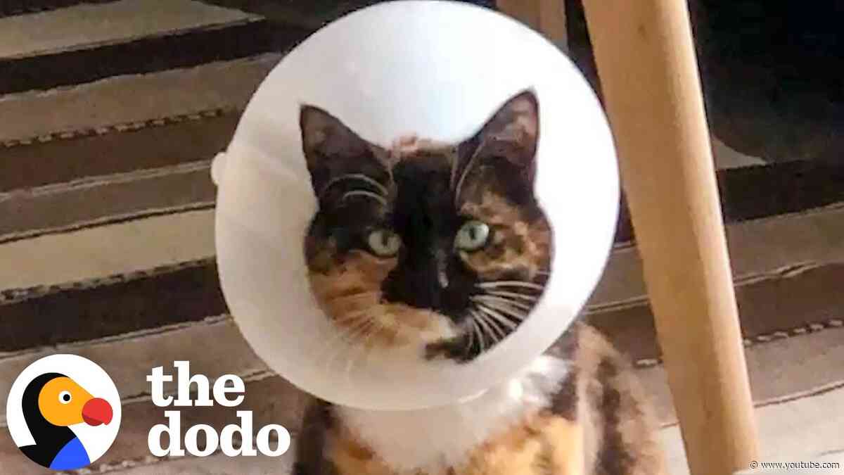 Cat Refuses To Give Up Her Cone 13 Years After Surgery | The Dodo