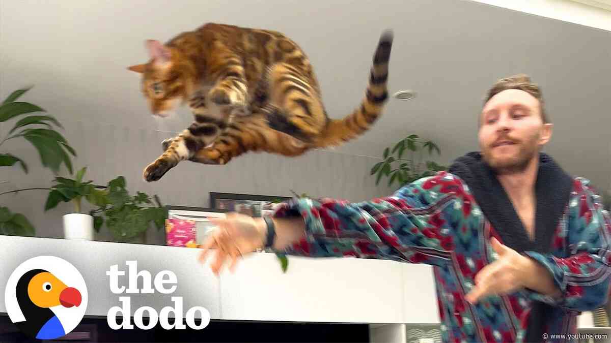 Guy Had To Baby-Proof His House For His Cat | The Dodo