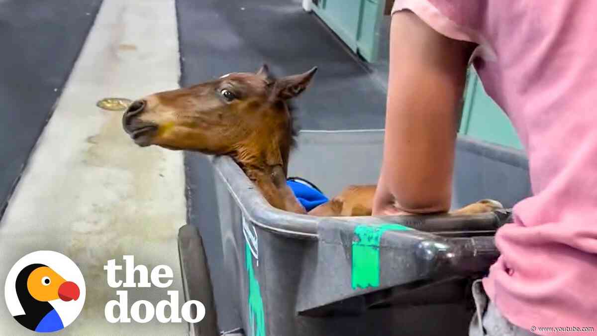 Abandoned Premature Foal Too Weak To Walk Finds A Mare To Raise Him | The Dodo