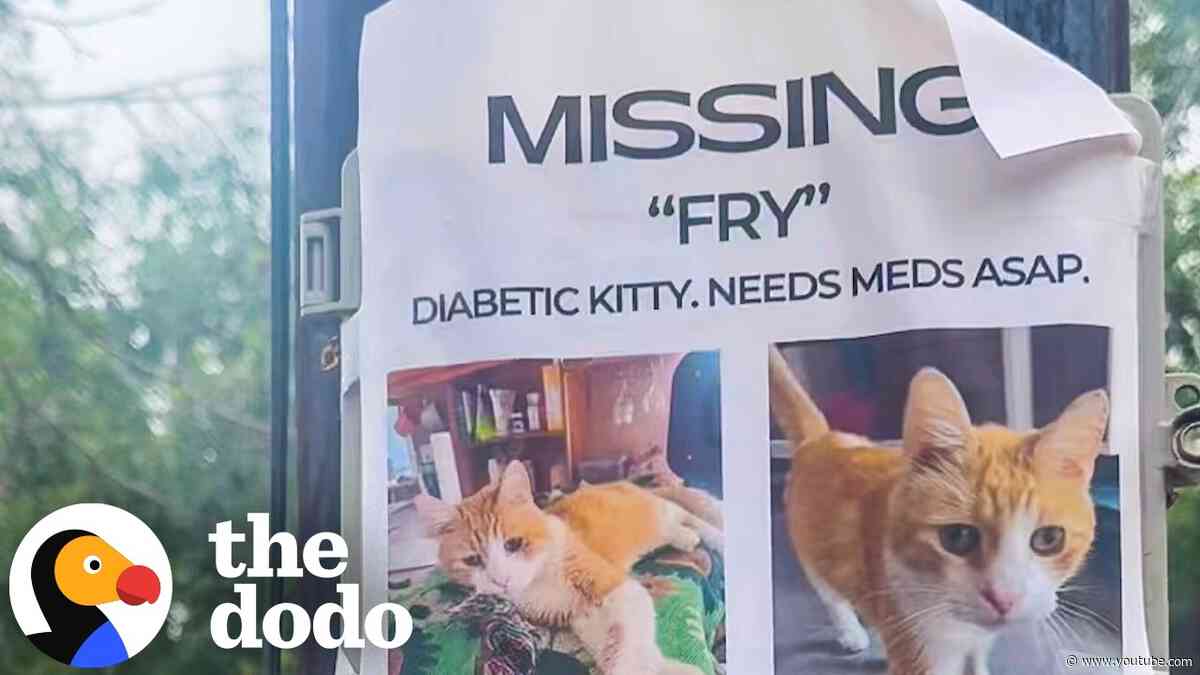 Missing Cat Ends Up On The Other Side Of The Country | The Dodo