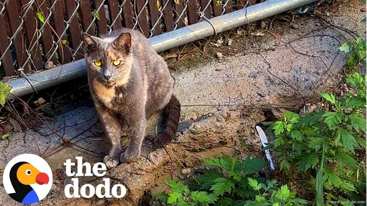 Everyone Walked Past This Stray Cat Until One Woman Stopped | The Dodo