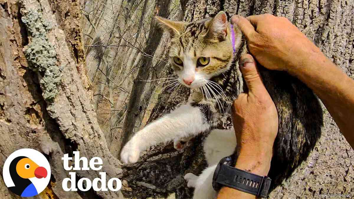 Missing Cat Found Crying In Tree Behind Her Own Home After 3 Weeks | The Dodo