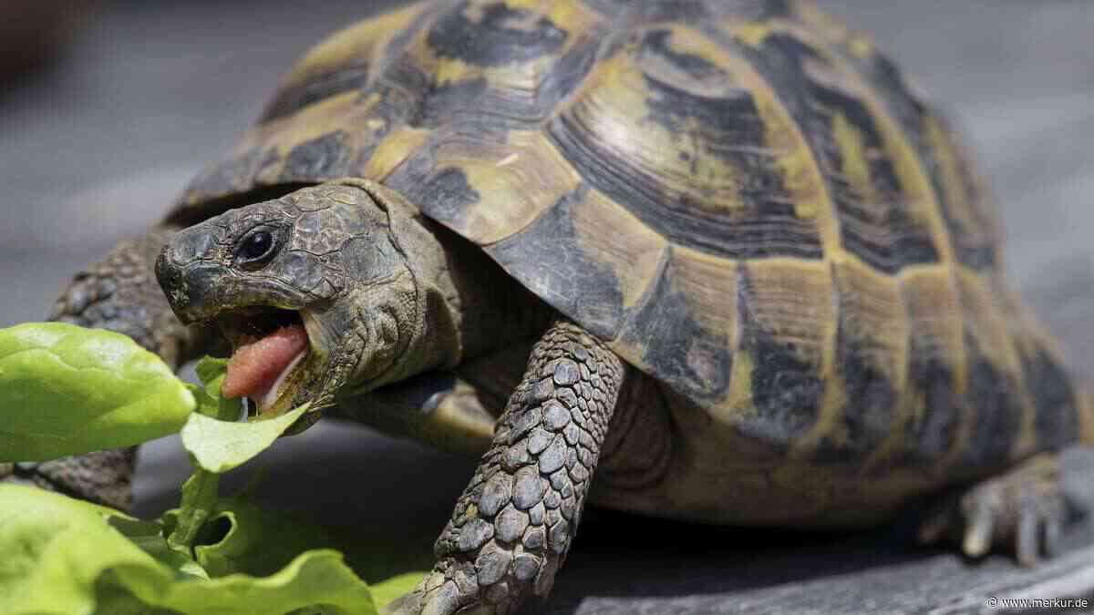 Wenn das Frühbeet zur Todesfalle wird: So überleben Schildkröten die Sommerhitze