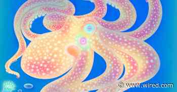 Why Each Octopus Arm Has a Mind of Its Own