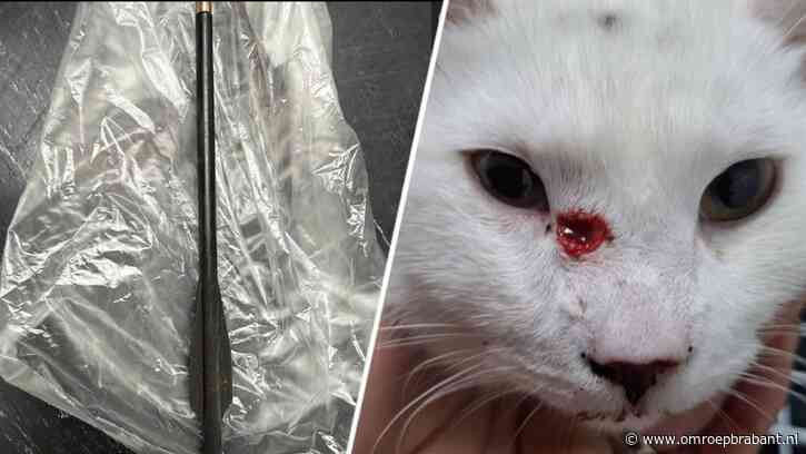 Man die op katten schoot met kruisboog heeft spijt: 'Harde les geleerd'