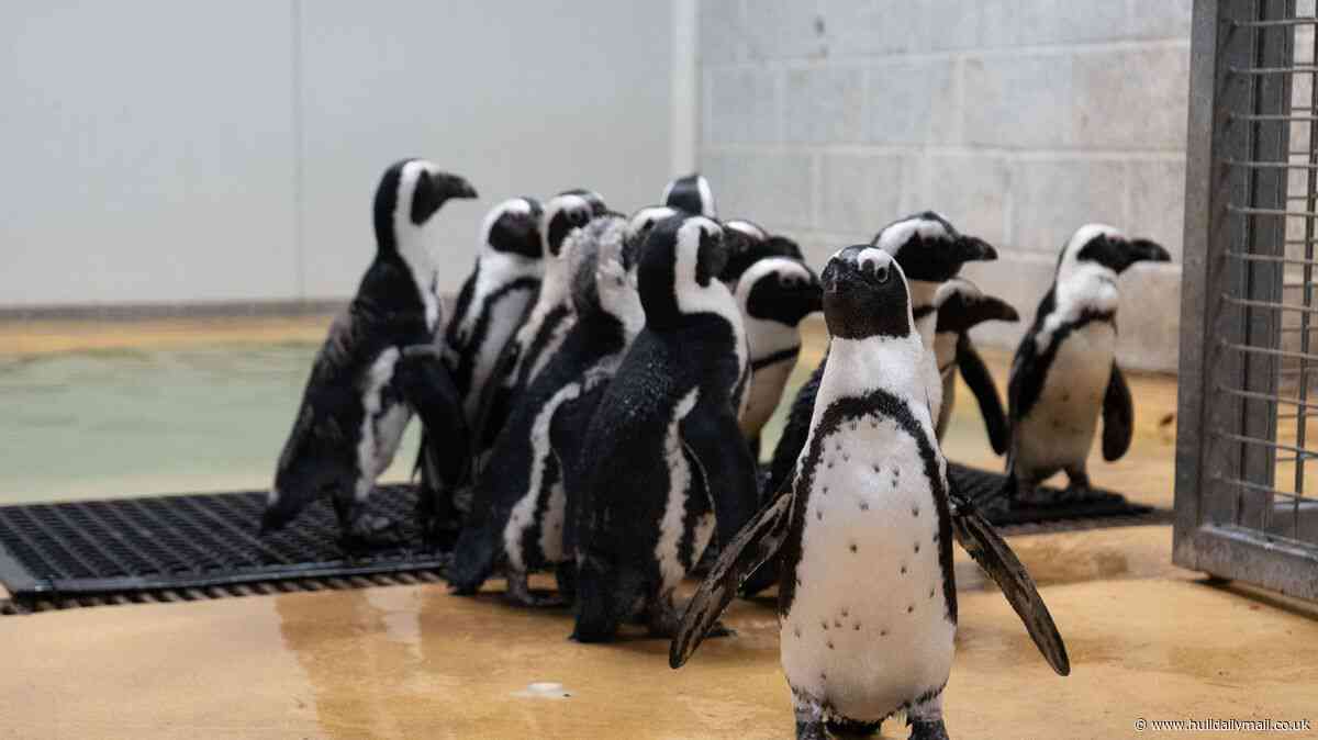 Star treatment for latest arrivals making a splash at Yorkshire Wildlife Park