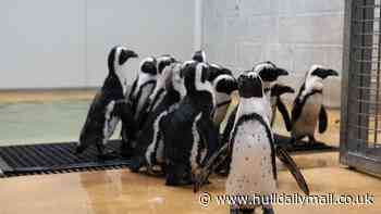 Star treatment for latest arrivals making a splash at Yorkshire Wildlife Park