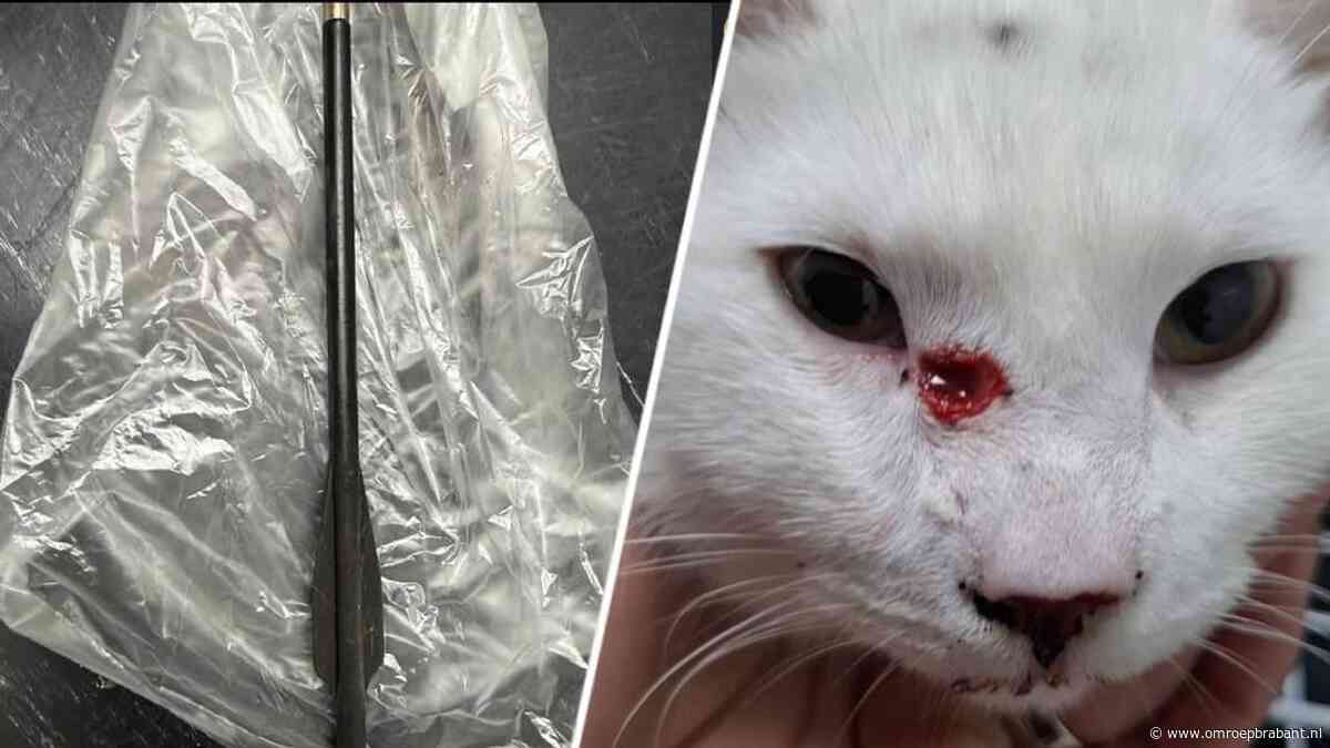 Kattenschutter tegen baasjes: 'Ik denk aan de fouten die ik heb gemaakt'