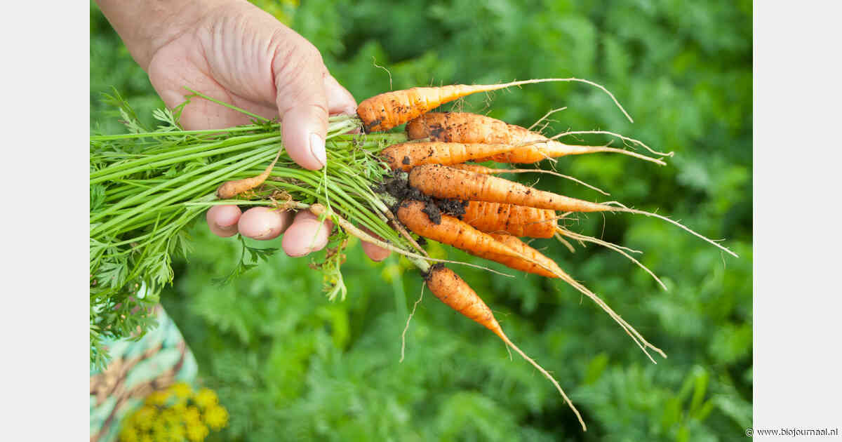 Regeneratieve en biologische landbouw kunnen voedingswaarde van gewassen verhogen