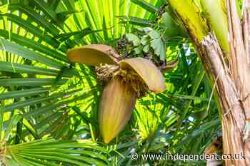 Bananas sprout in Dorset garden for first time amid summer of scorching heatwaves