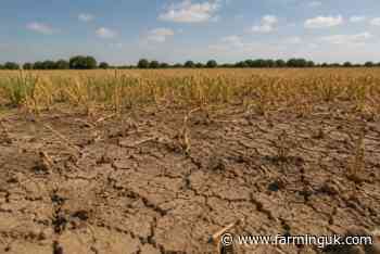 Welsh farmers offered drought grants as dry weather bites