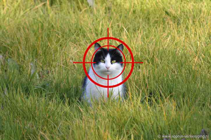 Teken de petitie: stop het doodschieten van katten!