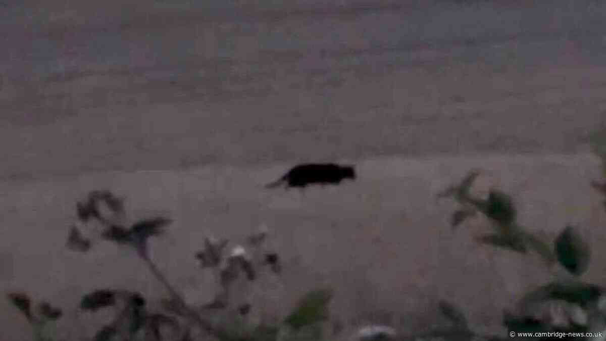 Police called after 'big cat the size of panther' seen near Peterborough