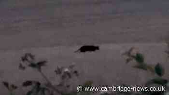 Police called after 'big cat the size of panther' seen near Peterborough
