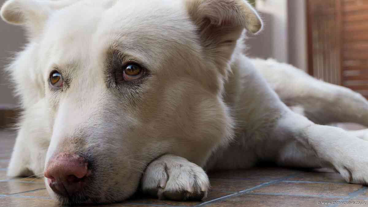 Vet says your dog may try to get you inside on Wednesday