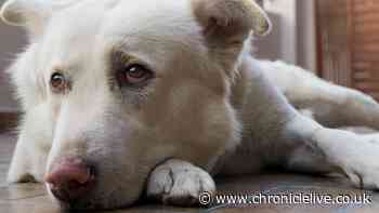 Vet says your dog may try to get you inside on Wednesday