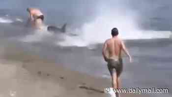Some fin isn't quite right... Panicked swimmers race to escape 'shark' at Marbella beach - but it's a tuna