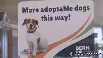 Bernalillo County celebrates reopening of canine rooms