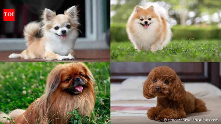 7 Teacup dog breeds that are perfect for apartment living in India