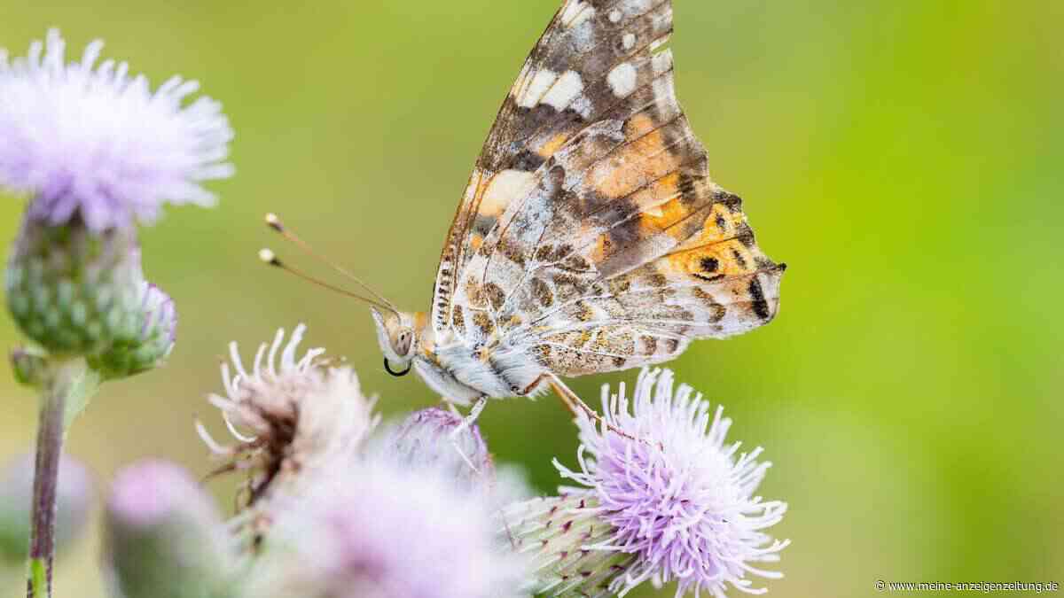 Klimawandel drängt Schmetterlinge aus ihren Lebensräumen – Studie zeigt, wohin sie jetzt ausweichen