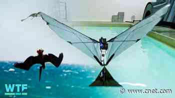 Watch This Birdlike Robot Fly and Swim