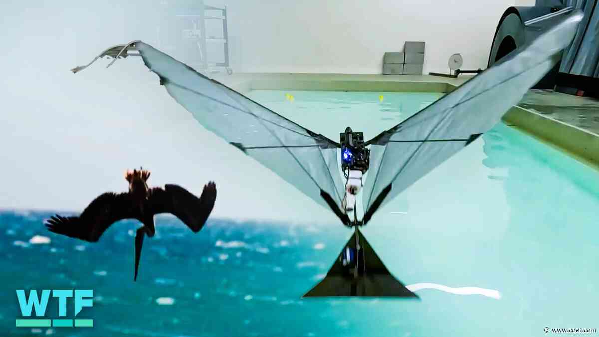 Watch This Birdlike Robot Fly and Swim