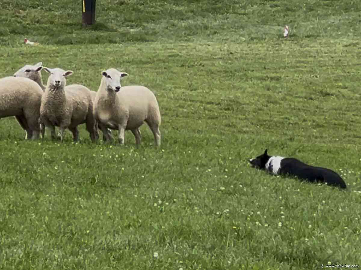 Kingston Sheep Dog Trials returns for 38th year