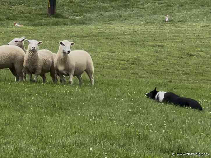 Kingston Sheep Dog Trials returns for 38th year