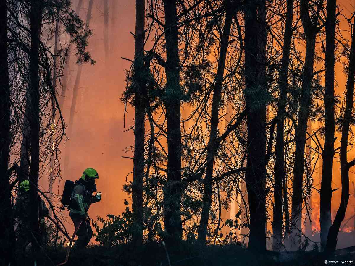 Waldbrand bei Swisttal hält Feuerwehr in Atem