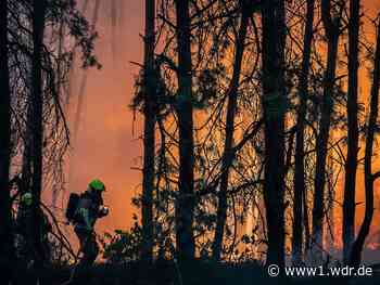Waldbrand bei Swisttal hält Feuerwehr in Atem