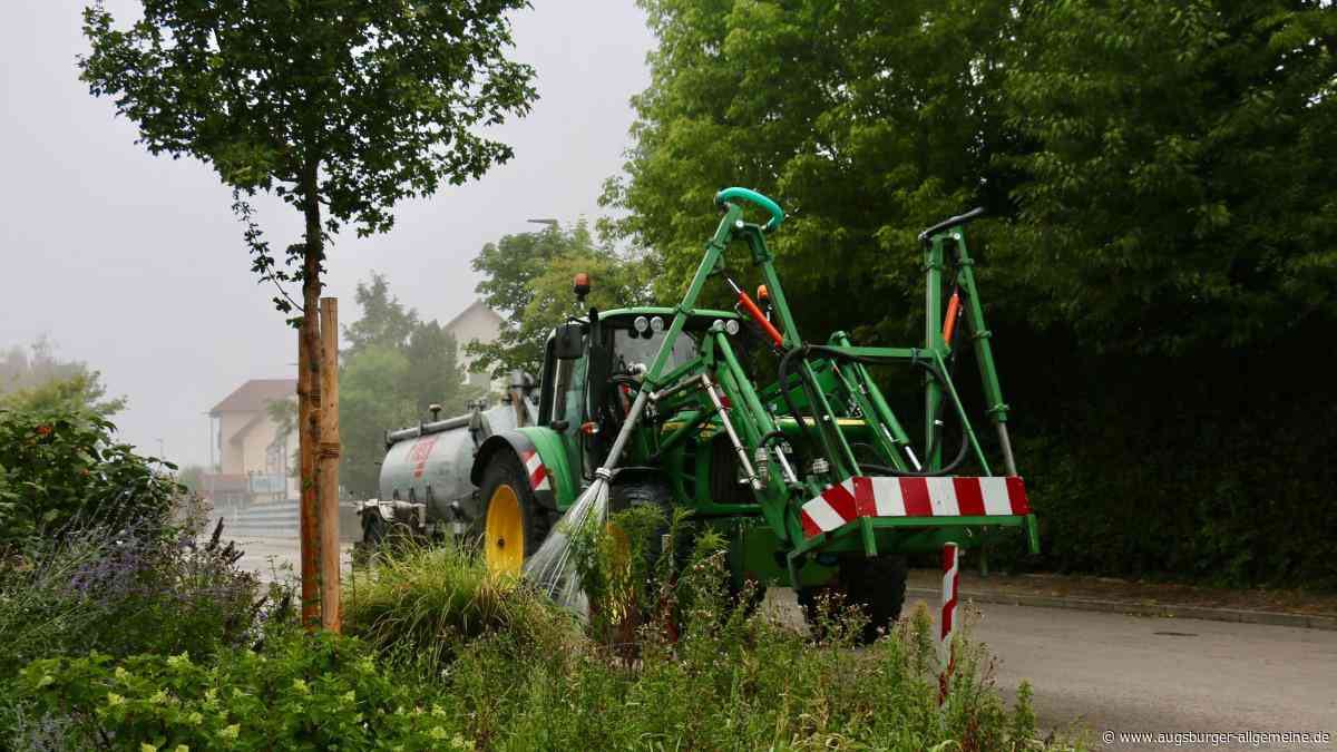 Anhaltende Hitze: Wie steht es um die Neuburger Bäume?