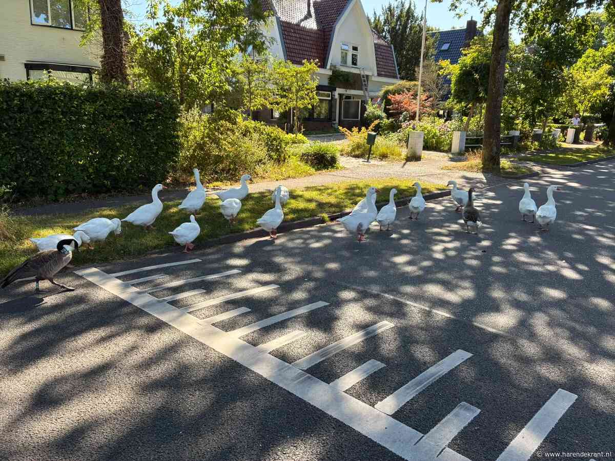 Ganzen op drift in Haren. Hoe komt dat?