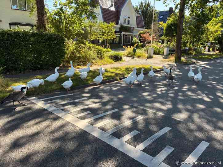 Ganzen op drift in Haren. Hoe komt dat?