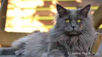 Kater mit Kondition: Maine-Coon-Mix heftet sich an Radler – und gibt nicht auf