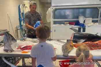 « Aujourd’hui, être pêcheur n’est pas rentable » : près de Saint-Tropez, le banc des pêcheurs reprend vie mais la profession s’inquiète