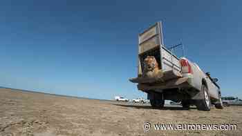 Moment rare Amur tiger is released into Kazakh wild