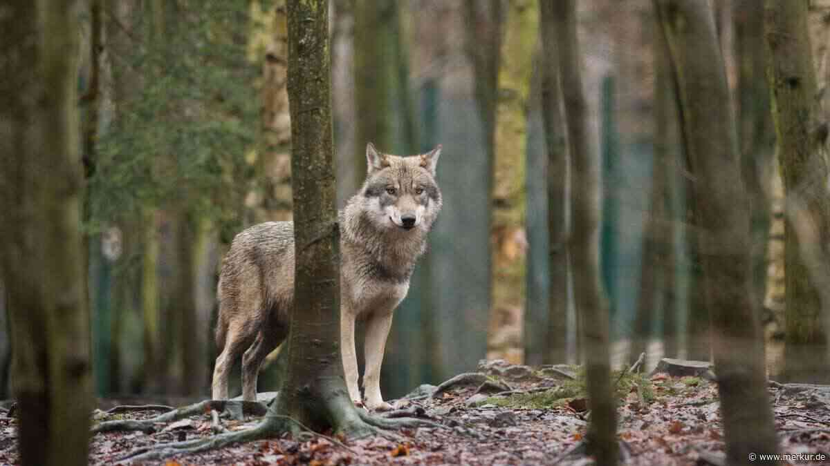 Wolf abschießen? Jagdbehörde prüft die Möglichkeiten nach Angriff in Oberbayern