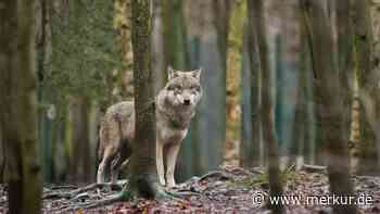 Wolf abschießen? Jagdbehörde prüft die Möglichkeiten nach Angriff in Oberbayern