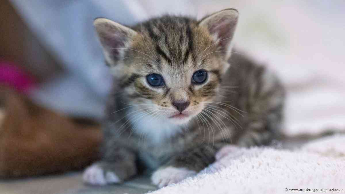 Polizei und Feuerwehr retten Babykatze